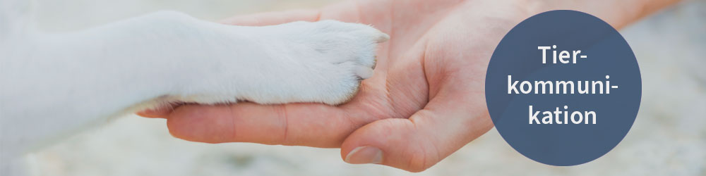 2023-Header-Tierkommunikation