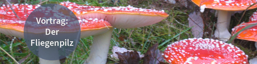Der Fliegenpilz